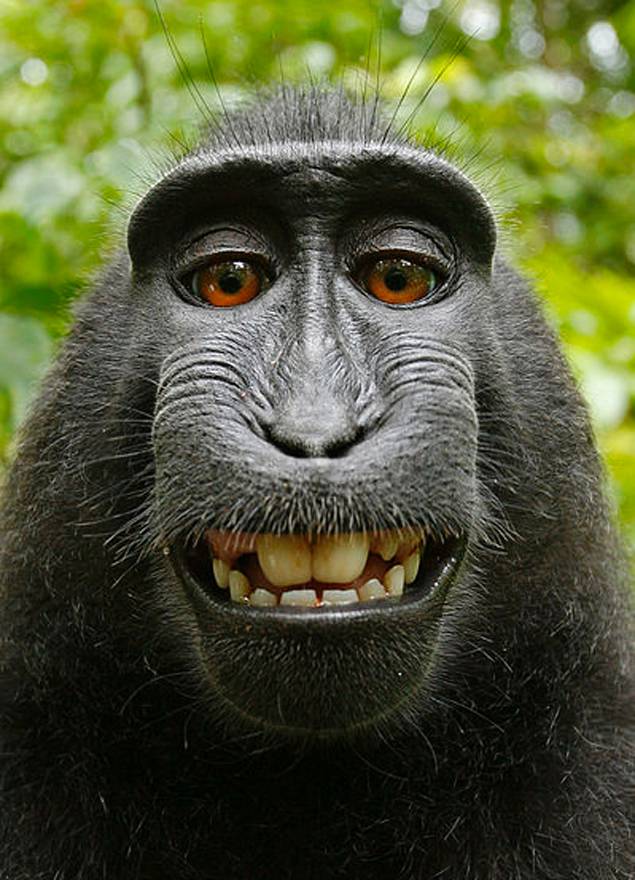 monkey